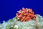 False Coral